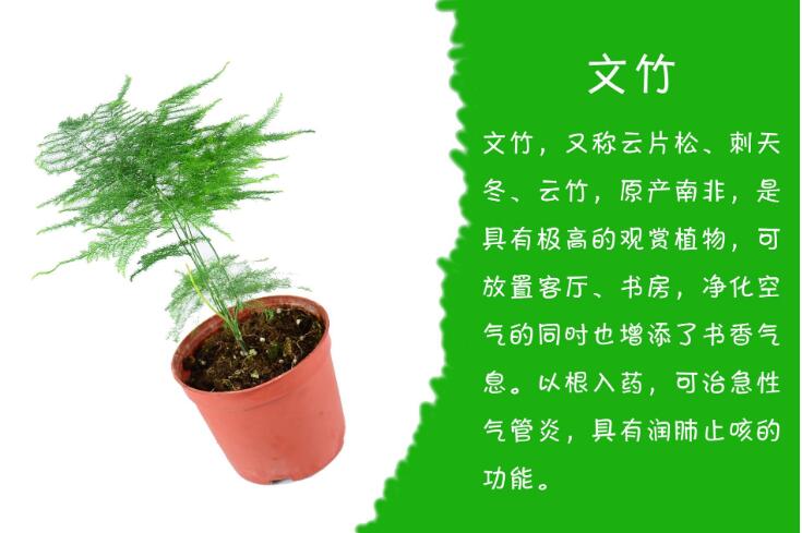 文竹租賃.jpg
