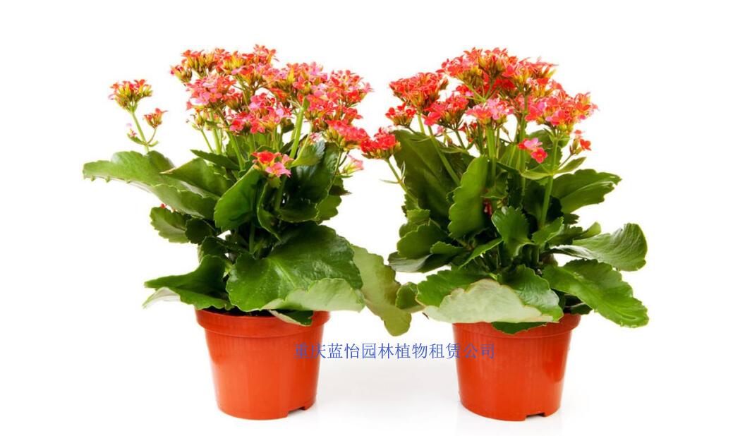 長壽花.jpg