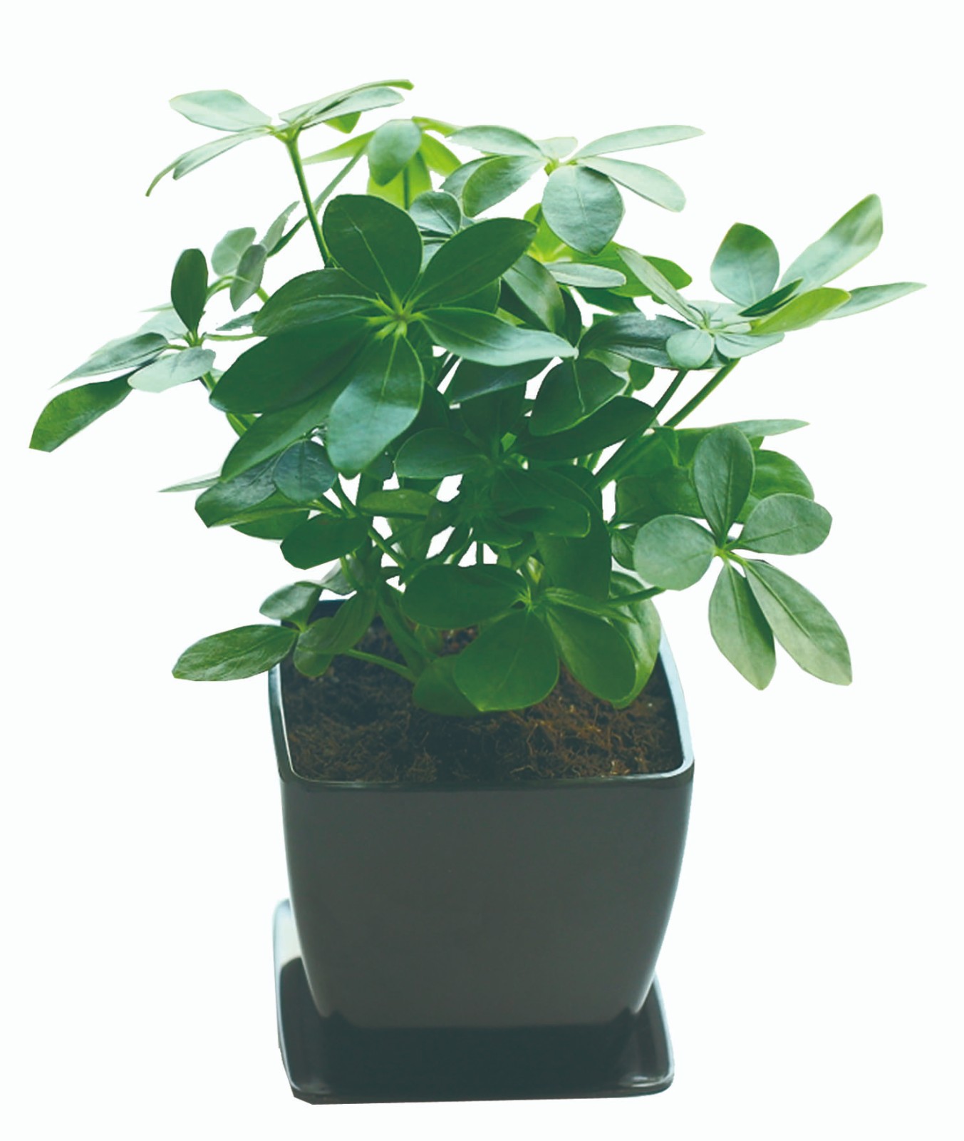 鴨腳木（?。?jpg